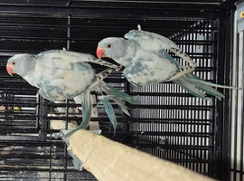 Cage n aviary birds