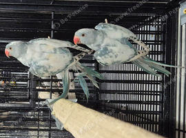 Mixed finches canarys doves parakeets