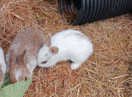 Baby rabbits