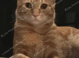 Cute cat