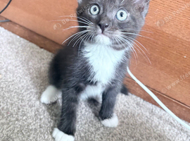 9 week old kitten