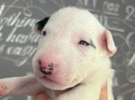 Beautiful Bullterrier pups