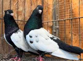IRANIAN SINEH PIGEONS