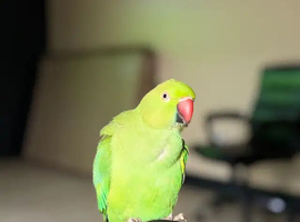 Baby green ring neck parrot