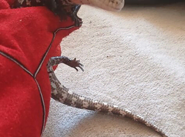 Haehera Skink