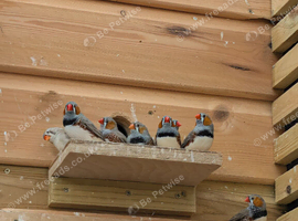 Zebra finches