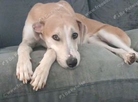 1 year old saluki collie bull