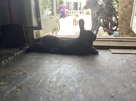 Flemish giant