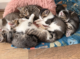 Beautiful kittens looking for new home