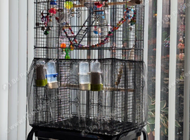 Budgies