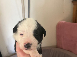 6 pups for sale