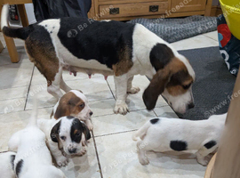 Basset hound puppies
