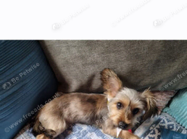 Coco