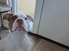 Staffy cross