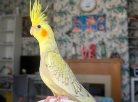 Cockateil pied babies ..