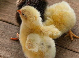 Mixed breed chicks