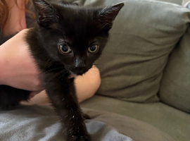 Black male kitten