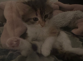 Kitten for sale