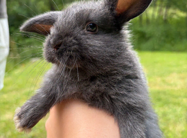 Mini lop cross English Spot