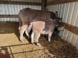 Half miniature colt available