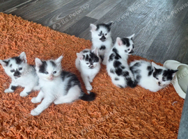 5 beautiful kittens