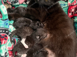 5 x kittens