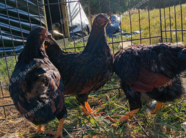 Black laced wynadotte bantam trio