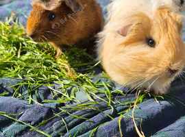Forever Loving Home  for 2 boys
