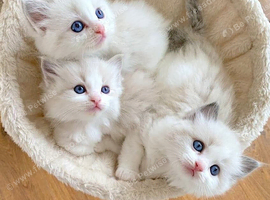 INDOOR GCCF REGISTERED RAGDOLL KITTENS