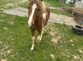 Beautiful DHP filly