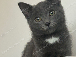 2 Beautiful 12 Week Old BSH