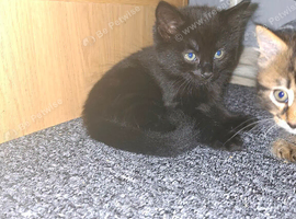 2 kittens for new home