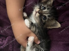 2 kittens looking for home