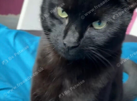 15-Month-Old Neutered Male Cat