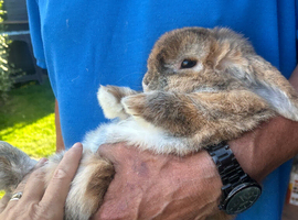 Mini lop