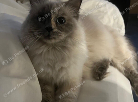 Ragdoll wanted already have a five year old in a forever home but feel she needs a friend now kitten or adult.