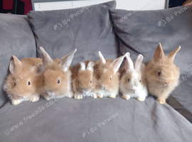 Mini lion lops