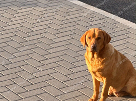 Labrador x cocker spaniel