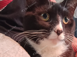 Healthy Tuxedo Tomcat