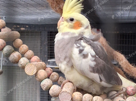 Pied cockatiel baby