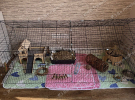 2x female guinea pigs 7 months old
