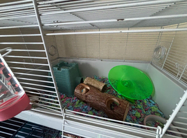 hamster