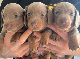 Miniature Dachshund Puppies