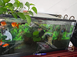 Fish tank