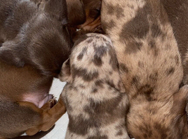 Lovely litter of boys