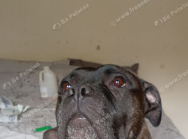 Cane corso x Staffie for rehoming