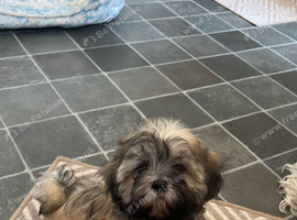 Shih tzu