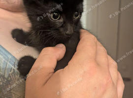 Fermale kittens