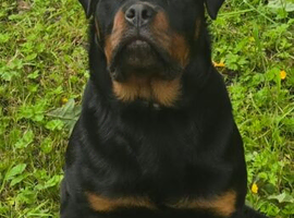 Rottweiler male from world class kennels
