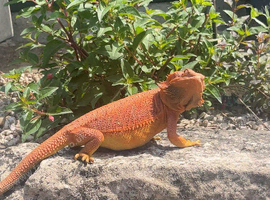Red hypo translucent blue bars female